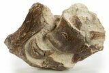 Fossil Pliosaur (Brachauchenius?) Bones in Rock - Asfla, Morocco #328651-1
